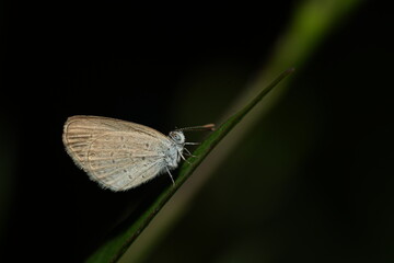 Zizula hylax is a very small butterfly with a wingspan of about 15 to 22 millimeters.The upper side of the wings is a dull blue or grayish color in males, while females tend to be more brownish.|迷你藍灰蝶