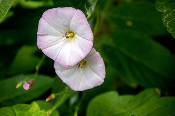 flower of a bindweed in a meadow on a bright day