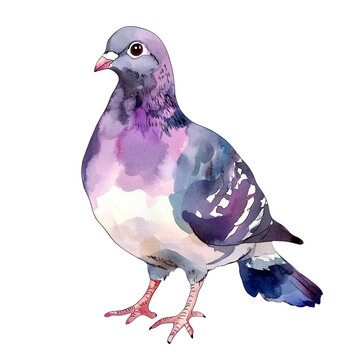 recommend clip art: pigeon Cartoon watercolor Clip Art