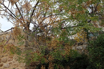 Inedible berries in a city park against the background of green foliage of trees.