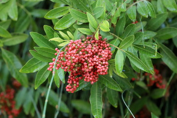 Inedible berries in a city park against the background of green foliage of trees.