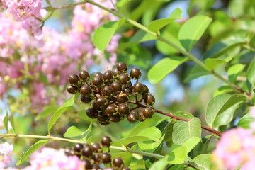 Inedible berries in a city park against the background of green foliage of trees.