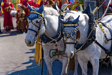 White horses pulling carriage at annual traditional spring festival named Sechseläuten at Swiss City of Zürich on a sunny spring day. Photo taken April 14th, 2024, Zurich, Switzerland.