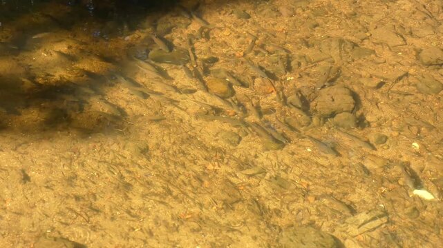 A school of fish, fry of the barbel species, Barbus barbus, swims underwater in a clear, shallow river looking for food. Video 4K.