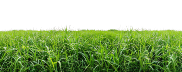 green grass meadow panorama view isolated on white or transparent png