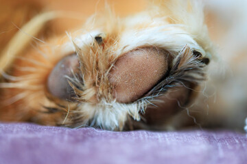 Close-up of nova scotia retreiver dog paw