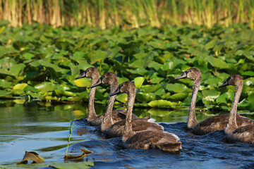 Flock of young mute swans in the Danube Delta, Romania