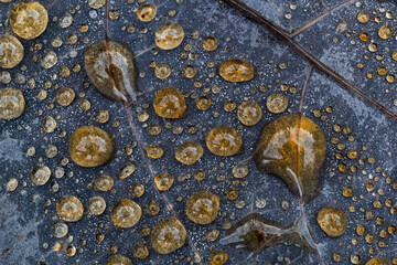 Abstract image of water droplets on tree leaf