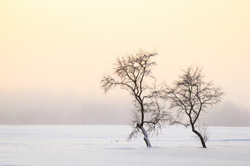 Fototapeta premium Lonely trees on clean background in wintertime