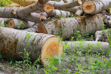 Storage of firewood. Firewood warehouse in countryside. Woodpile fresh cut logs. Country style....