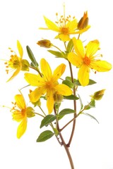 A single yellow flower sits atop a stem surrounded by green leaves in a decorative vase