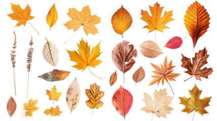 Set of autumn orange leaf isolated on no background png, generative ai