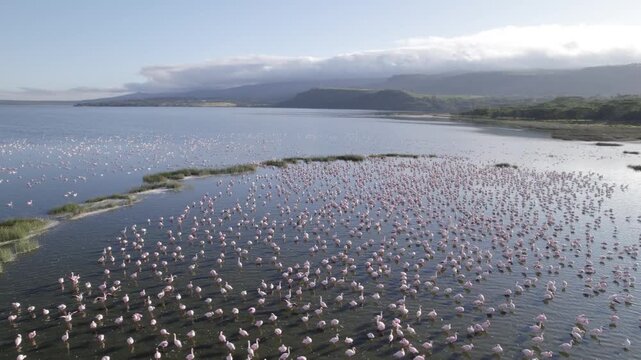 Orbit aerial shot of Lake Elementaita Flamingos