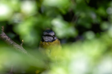 Blue Tit (Cyanistes caeruleus) Spotted in Father Collins Park, Dublin, Ireland