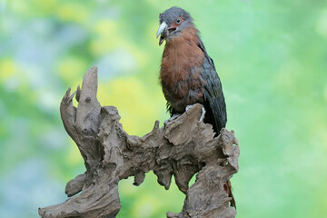 A young chestnut-breasted malkoha is preying on a large earthworm. This beautifully colored bird has the scientific name Phaenicophaeus curvirostris.