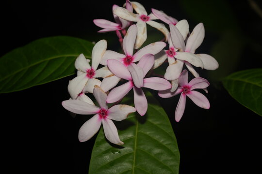 Kopsia fruticosa, commonly known as the pink kopsia or shrubby kopsia, is a tropical plant species in the family Apocynaceae. |蕊木屬