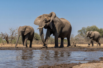 Obraz premium Elephants drinking and taking a bath in a waterhole in Mashatu Game Reserve in the Tuli Block in Botswana. Low angle view from a hide at water level.