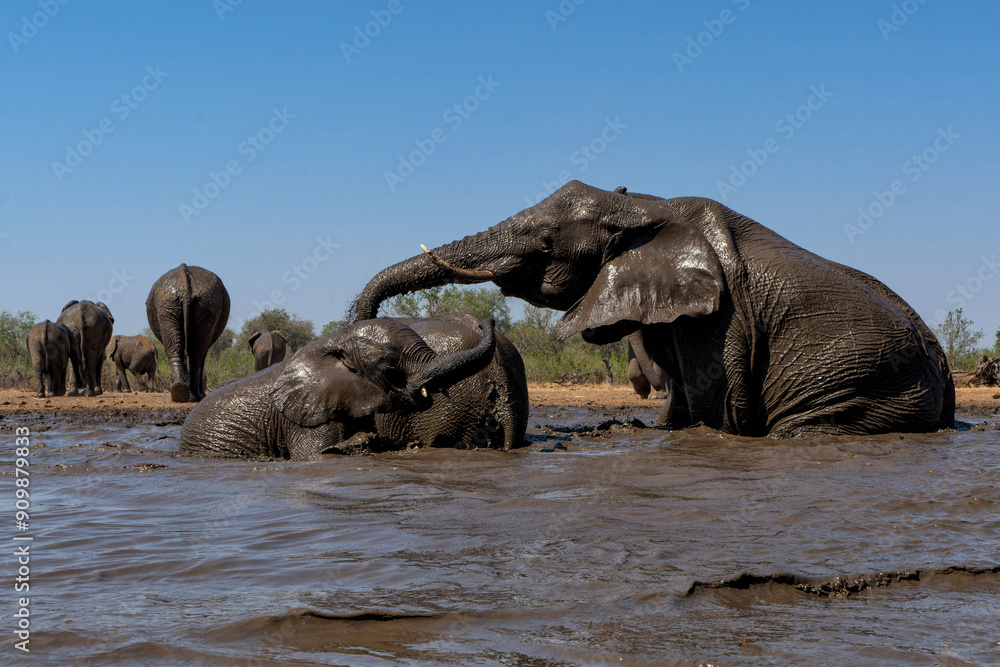 Poster Elephants drinking and taking a bath in a waterhole in Mashatu Game Reserve in the Tuli Block in Botswana. Low angle view from a hide at water level.