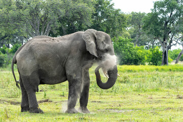 Fototapeta premium Elephant bull walking and feeding on the plains in the Okavango Delta in Botswana.