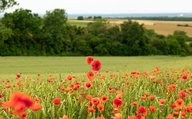 Red poppies in a wheat field. Bushes and trees in the background, focus on the foreground. Agriculture, nature, farmland, poppy flowers, farmland and rural scene in Hessen Germany.