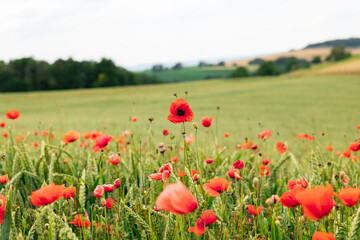 Red poppies in a wheat field. Bushes and trees in the background, focus on the foreground. Agriculture, nature, farmland, poppy flowers, farmland and rural scene in Hessen Germany.
