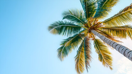 Naklejka premium Tropical Palm Tree Against a Bright Blue Sky