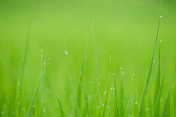 朝露の爽やかな稲の目覚め