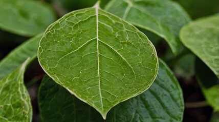 Serene and Refreshing Close-Up of a Leaf with a DSLR Camera, Macro Lens, Intricate Veins and Textures, Vibrant Green Color, Soft Natural Light, Blurred Garden Background, Photography. AI Generated