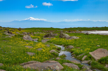 alpine stream, rocks and flowers on the slopes of Mount Aragats in spring (Aragatsotn province, Armenia)