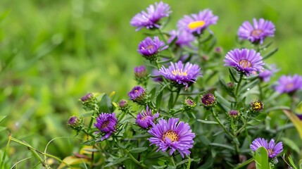 Fototapeta premium Purple Aster Amellus flowers one fruit on green Korean Lawn Grass Close up No body : Generative AI