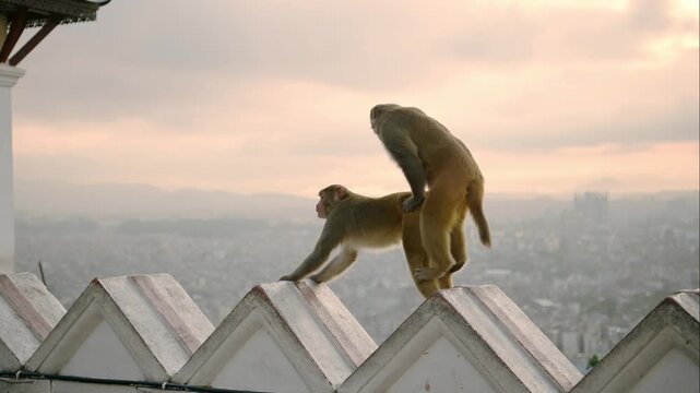 Monkeys Mating at Sunset in Kathmandu at Monkey Temple in Kathmandu in Nepal, Monkeys in Urban Wildlife Shot of Monkeys at a Buddhist Temple in Asia, Animals in Urban Environment