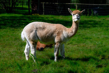 Photo of a beige alpaca animal standing in the grass and looking into the camera.