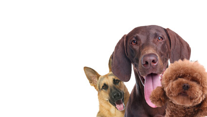 Adorable dogs on white background. Banner design with space for text