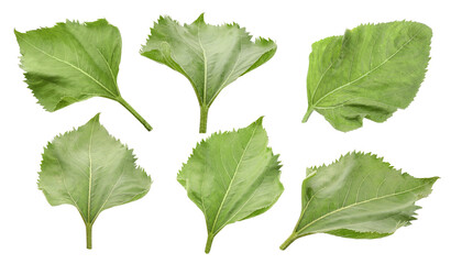Green sunflower leaves isolated on white, set