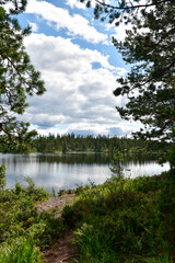 Obraz premium Lake and Forest View