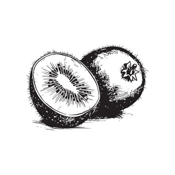 kiwi fruit sketch black and white clip art preview