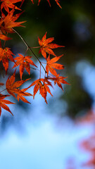 美しい紅葉の風景 - 秋の彩りと自然の美しさ