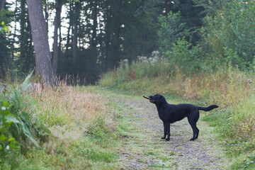 A black playful Labrador dog on a forest road with a stick. A pet in natural surroundings. The joy of a dog's life..