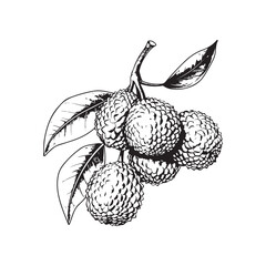 Lychee  vector design isolated on white background - black and white lychee  