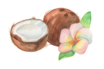 Watercolor composition with hand-drawn fresh coconut and tropical flower. 