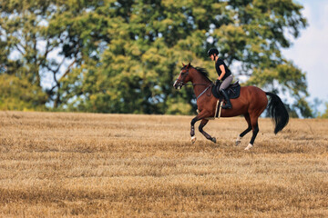 Brown horse with rider in motion on a stubble field