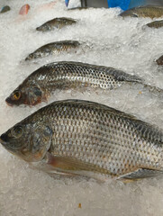 Fresh tilapia fish in ice display in a supermarket.