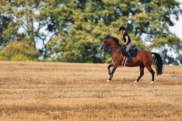 Brown horse with rider in motion on a stubble field