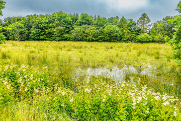 Kongens kaer nature reserve recreational area close to Vejle, Denmark
