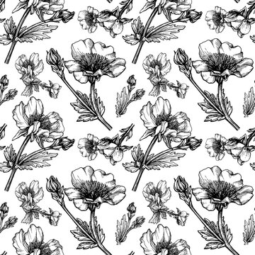 Seamless pattern with flower Geum coccineum (dwarf orange avens or red avens) with leaves. Black and white outline illustration hand drawn work isolated on white.