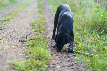 A black playful Labrador dog on a forest road with a stick. A pet in natural surroundings. The joy of a dog's life..