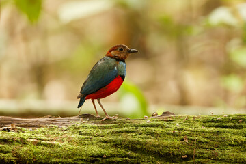 The Sulawesi pitta (Erythropitta celebensis) is a species of pitta.It is endemic to Indonesia where it occurs in Sulawesi.
