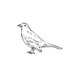A line drawn bird with a worm in its mouth. Side profile of a black bird facing left. Sketched style vector.