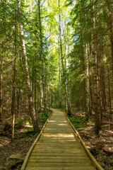 Scenic view of duckboard path through forest