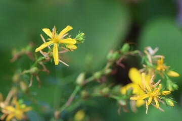 yellow flowers of Perforate St John's-wort